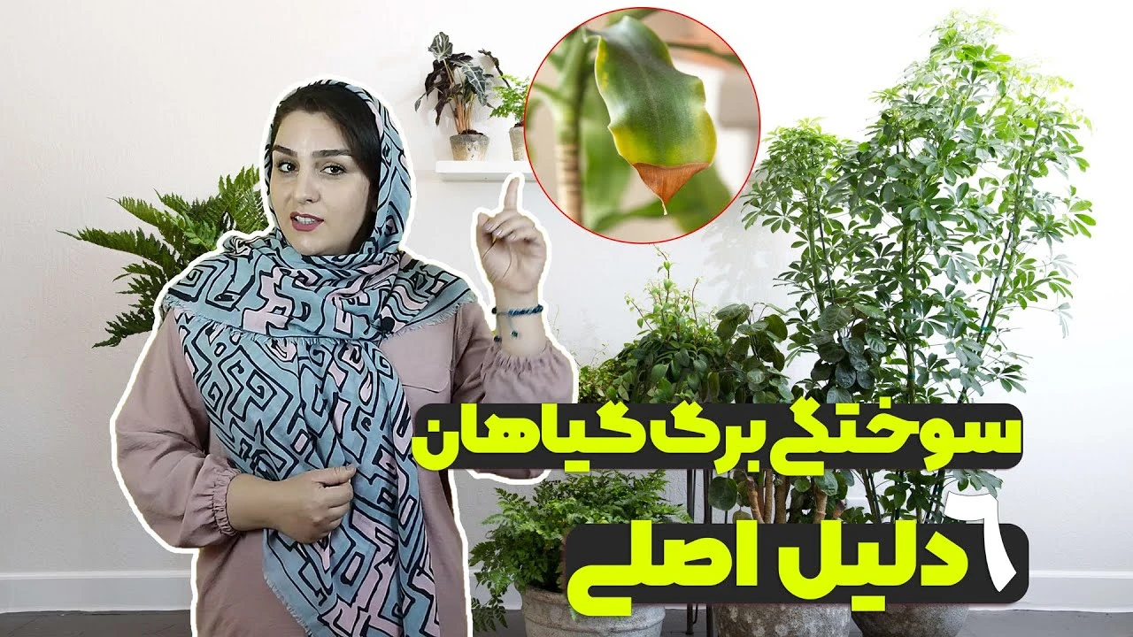 علت سوختگی برگ گیاهان آپارتمانی دلایل و راه حل