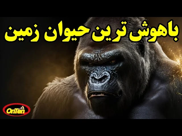 باهوش ترین حیوانات زمین