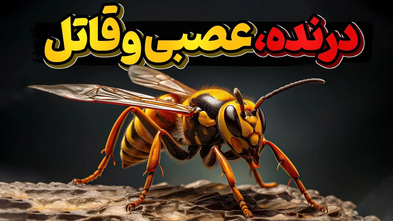 زنبورهای گاوی هیولاهای سرخ قاتل