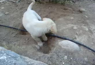 توله سگ بامزه
