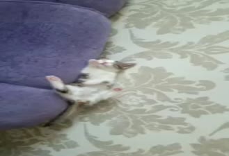بچه گربه خواب الو پیشی بامزه