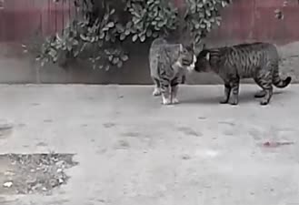 دعوای گربه ها در ایران