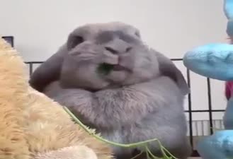 خرگوش بامزه