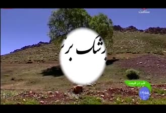 خواص گیاه دارویی بومادران