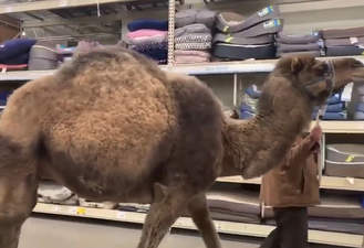 ویدیو کلیپ بردن شتر به دامپزشکی !
