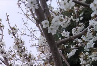 باب اسفنجی /دوبله فارسی/سارق صورتی
