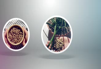 خوراک آبزیان