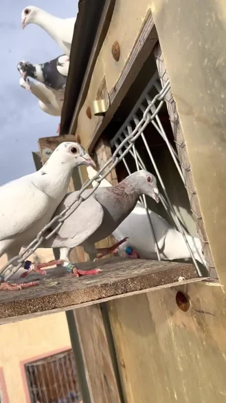 لحظه زیبای که کبوترها به گنجه میرن
