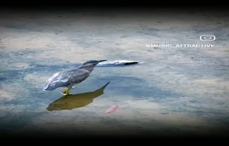 نجات شکار توسط خود شکارچی ماهر دیدن داره