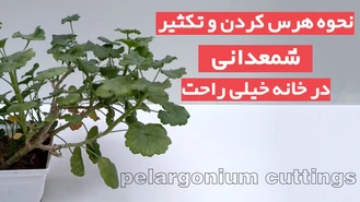 آموزش هرس و تکثیر شمعدانی در خانه