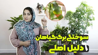 علت سوختگی برگ گیاهان آپارتمانی دلایل و راه حل
