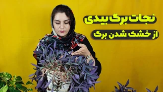 علت خشک شدن برگ بیدی