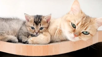کلیپشو بازی گربه های بامزه