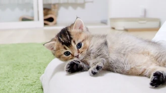 کلیپشو گربه مبل گربه ای