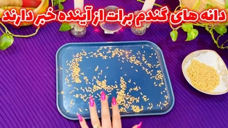 دانه های گندم برات از آینده خبر دارند