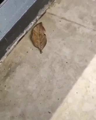 عجایب خلقت