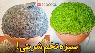 کاشت سبزه عید با تخم شربتی