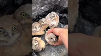 جغدها را آزاد کنید! آزی من کوئیکز 