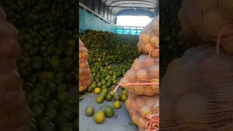 ترفند کوچیک هوشمندانه جمع کردن پرتغال 