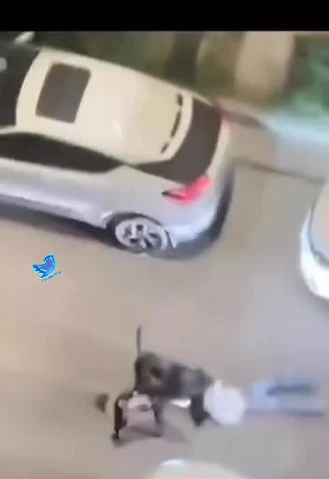 حمله دو سگ به یک دختر و حرکت عجیب خودروها برای نجات وی!
