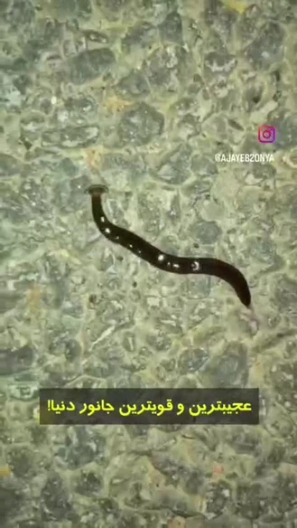جانوری که هرگز نمیمیرد