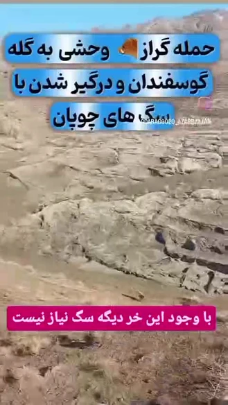 با وجود این خر نیازی به سگ نیست