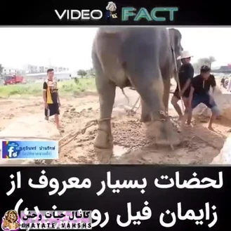 زایمان فیل به کمک انسان