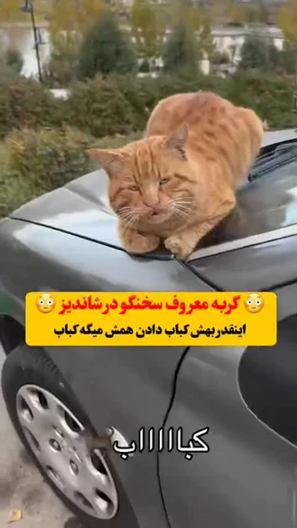 گربه سخنگو در شاندیز مشهد