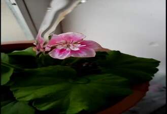 شیدایی
